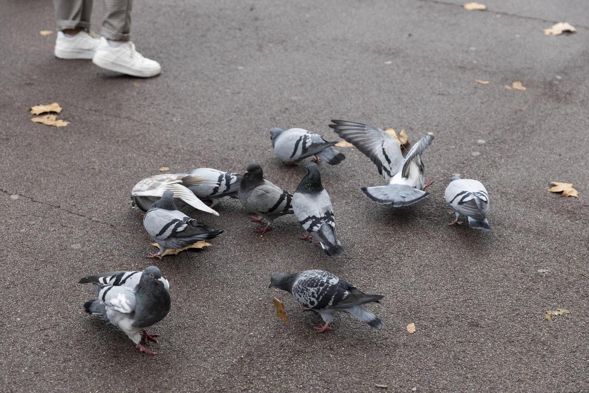 Un grupo de palomas, en Barcelona.