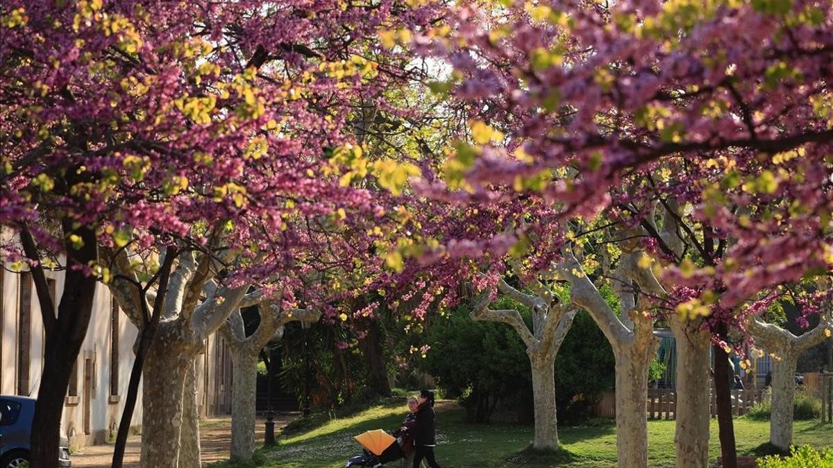 Primavera en Barcelona. Aspecto de los plátanos del Parc de la Ciutadella.