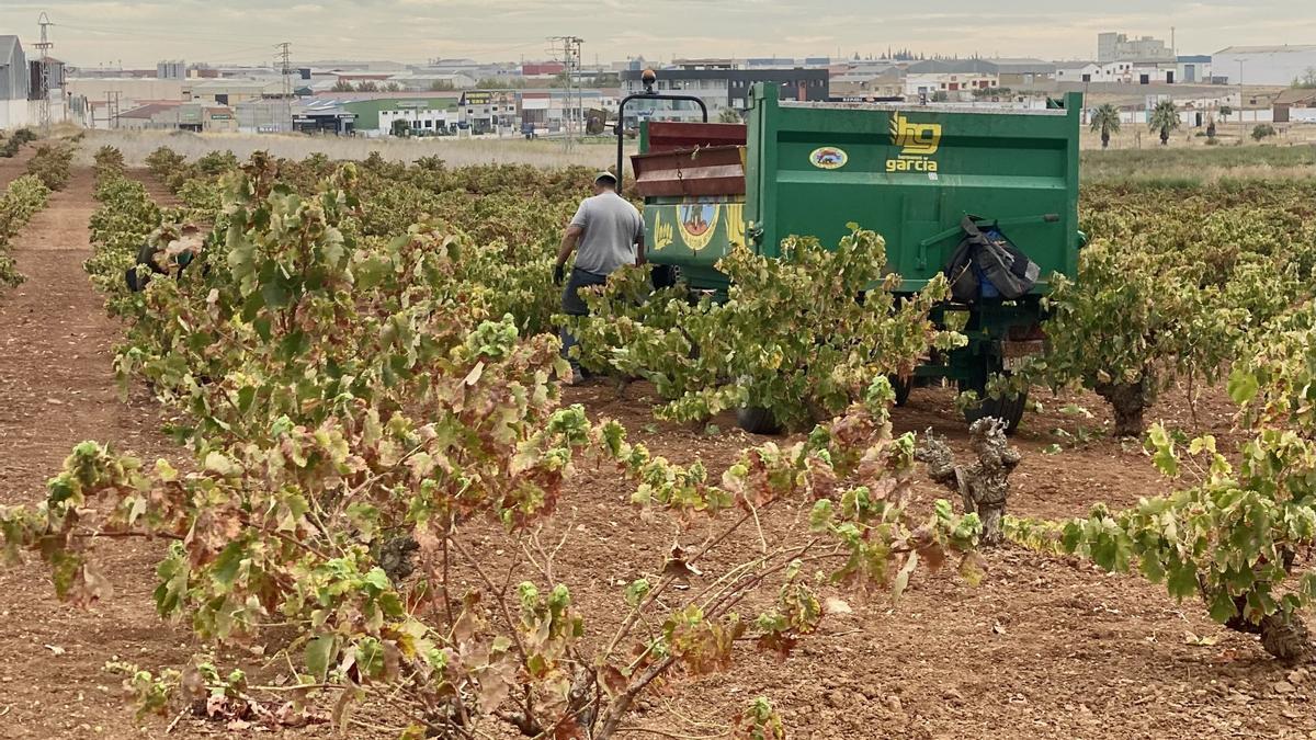 Un grupo de agricultores vendimia una zona de viñedos en el término municipal de Almendralejo este año.