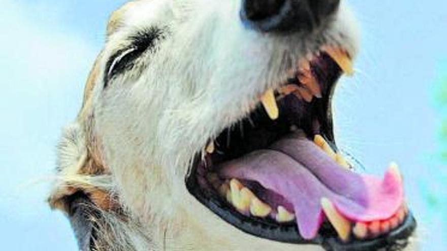 Mi perro y sus dentolas