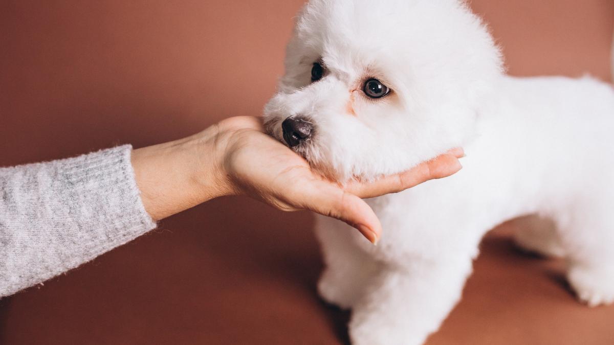 Estas son las razas de perro más elegantes.