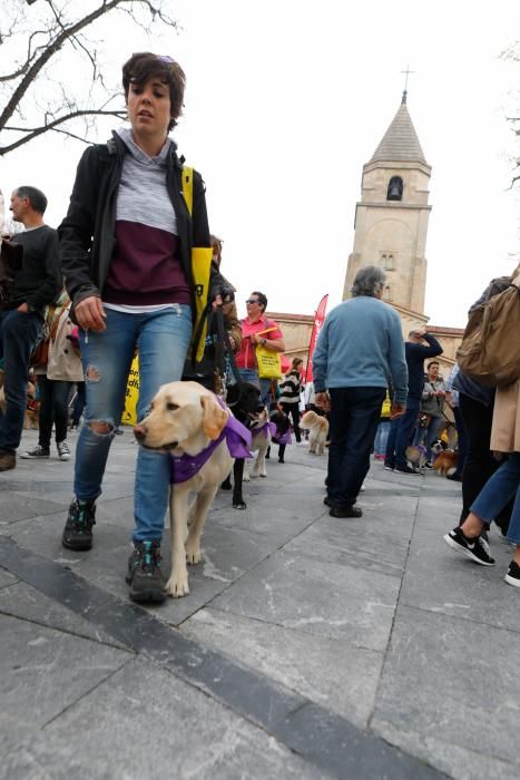 Paseo de perros por El Muro