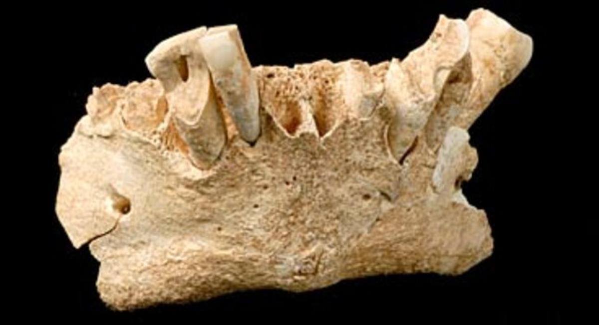 La mandíbula trobada a Atapuerca.
