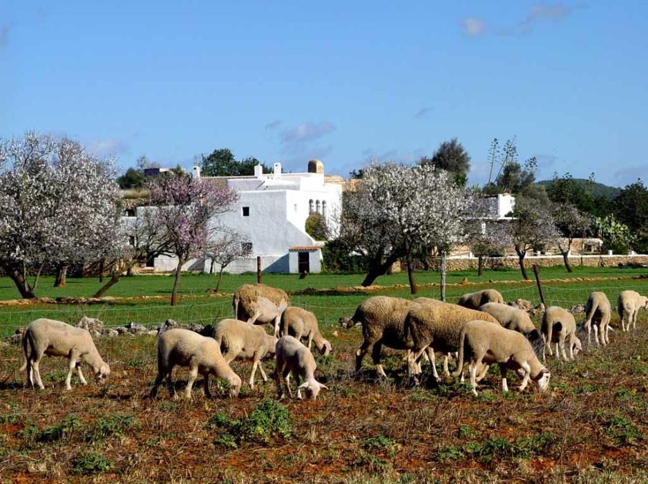 Corona y los almendros huérfanos