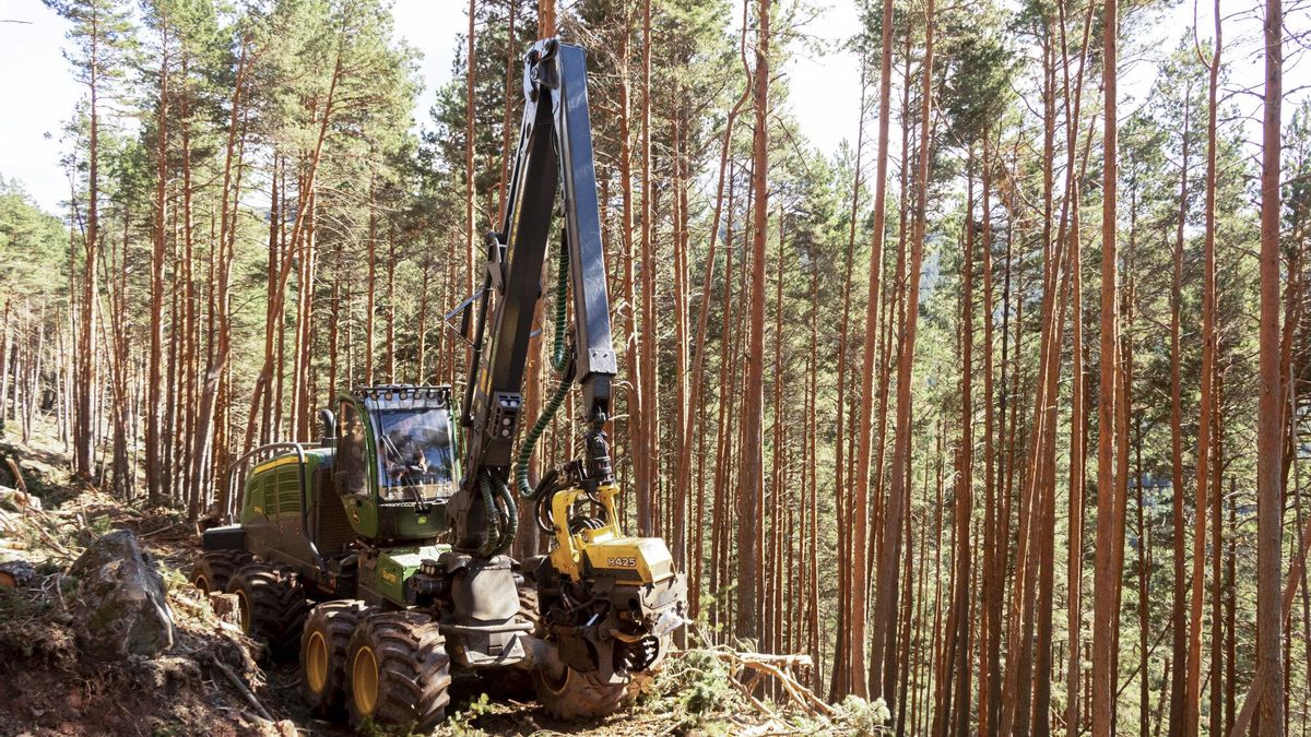 La Comunidad de Madrid explotará la madera de montes públicos para prevenir incendios e ingresar cuatro millones de euros