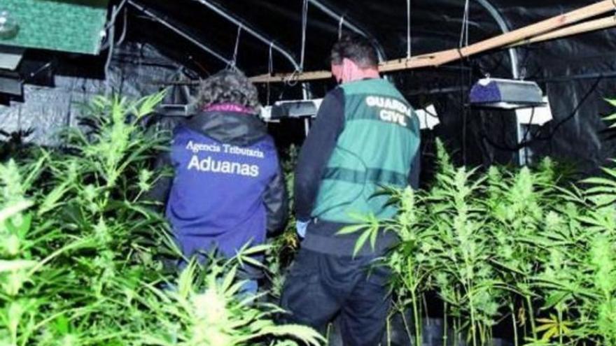 Tenía 706 plantas de marihuana en una nave de Cea, pero evita la prisión si no delinque en dos años