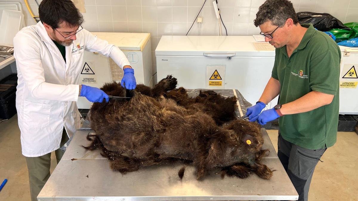 Agentes medioambientales de la Junta analizan el cadáver del oso muerto en la Montaña Palentina.