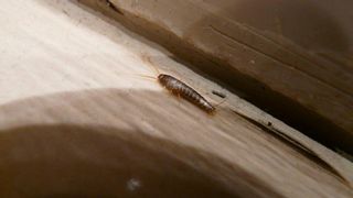 El secreto para deshacerte de una vez por todas de los pececillos de plata que aparecen por la humedad en el hogar