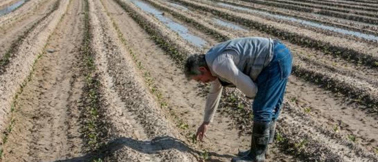 Superficie para el cultivo de coliflor en Elche, y terreno en el que no se ha plantado. Antonio Amorós