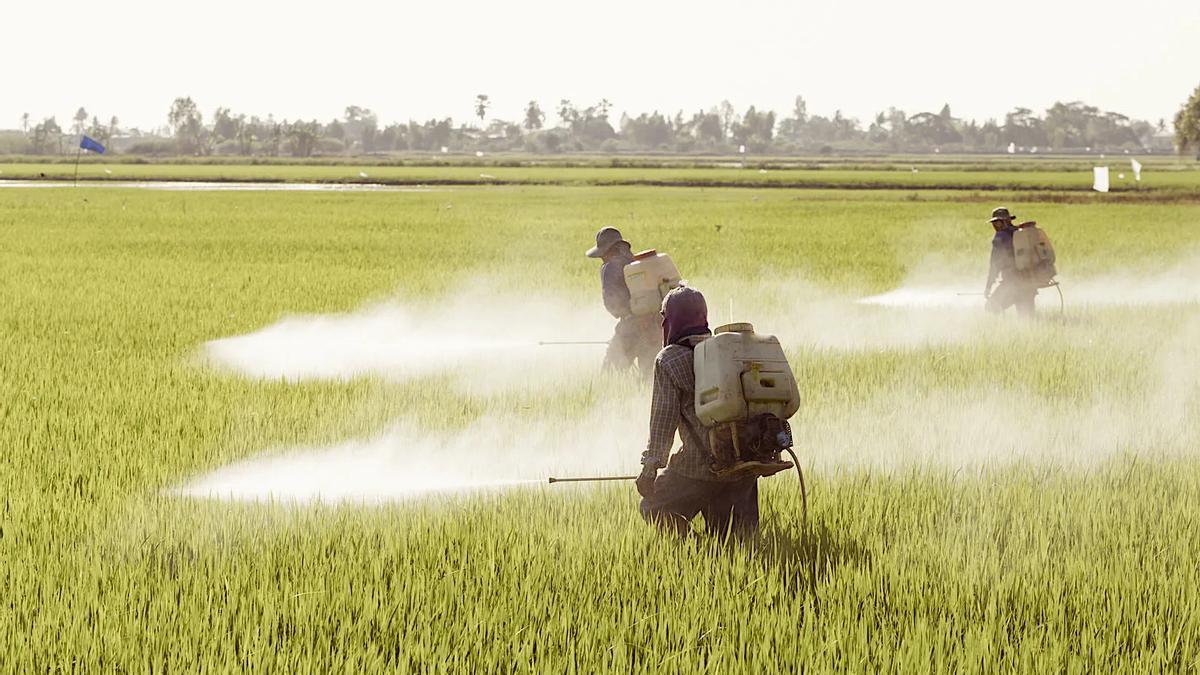 Labores de fumigación en un campo de cultivo.