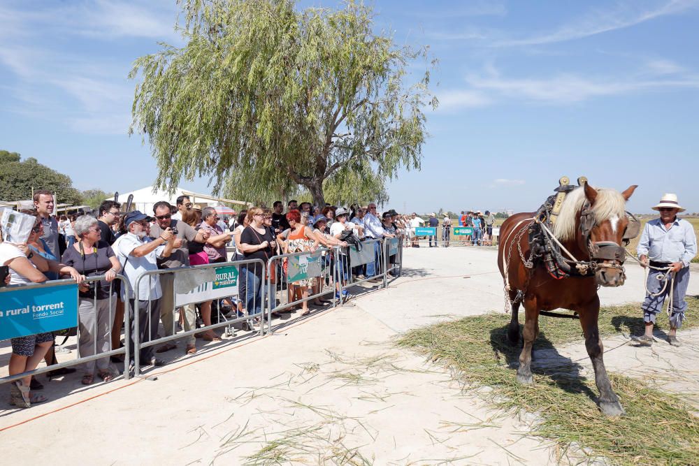 Siega y 'perxa' en l´Albufera