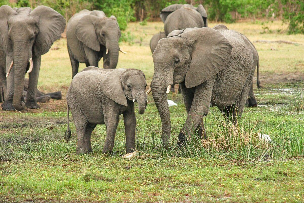 Los elefantes ya nacen sin colmillos en África para evitar ser cazados