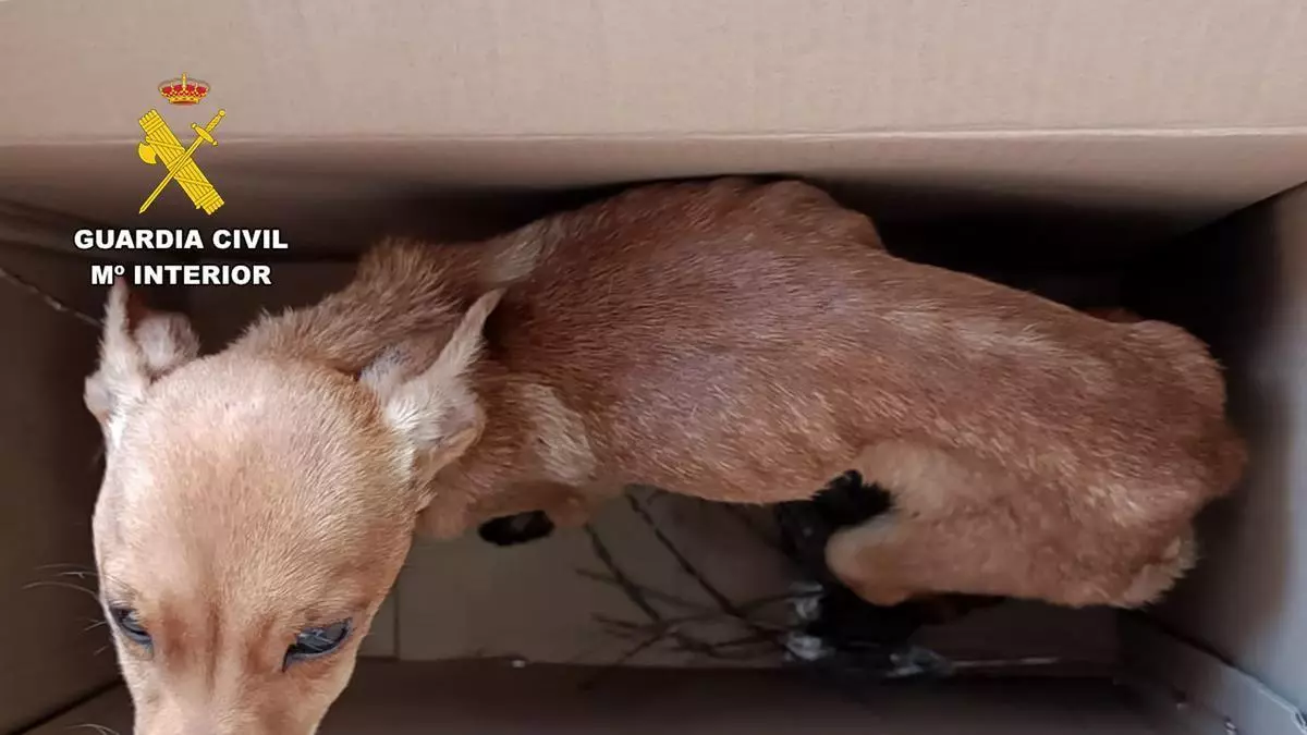 Investigadas tres personas por arrojar a dos cachorros desde un coche