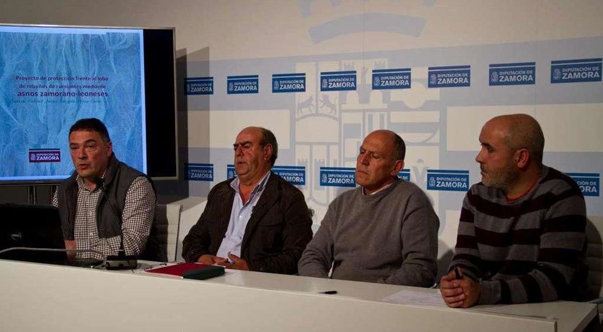 Los burros "agresivos" rebajan los ataques de lobos y zorros al ganado