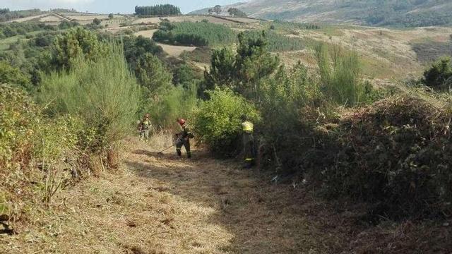 Desbroce manual de una finca en Lalín para prevenir los incendios. // Bernabé