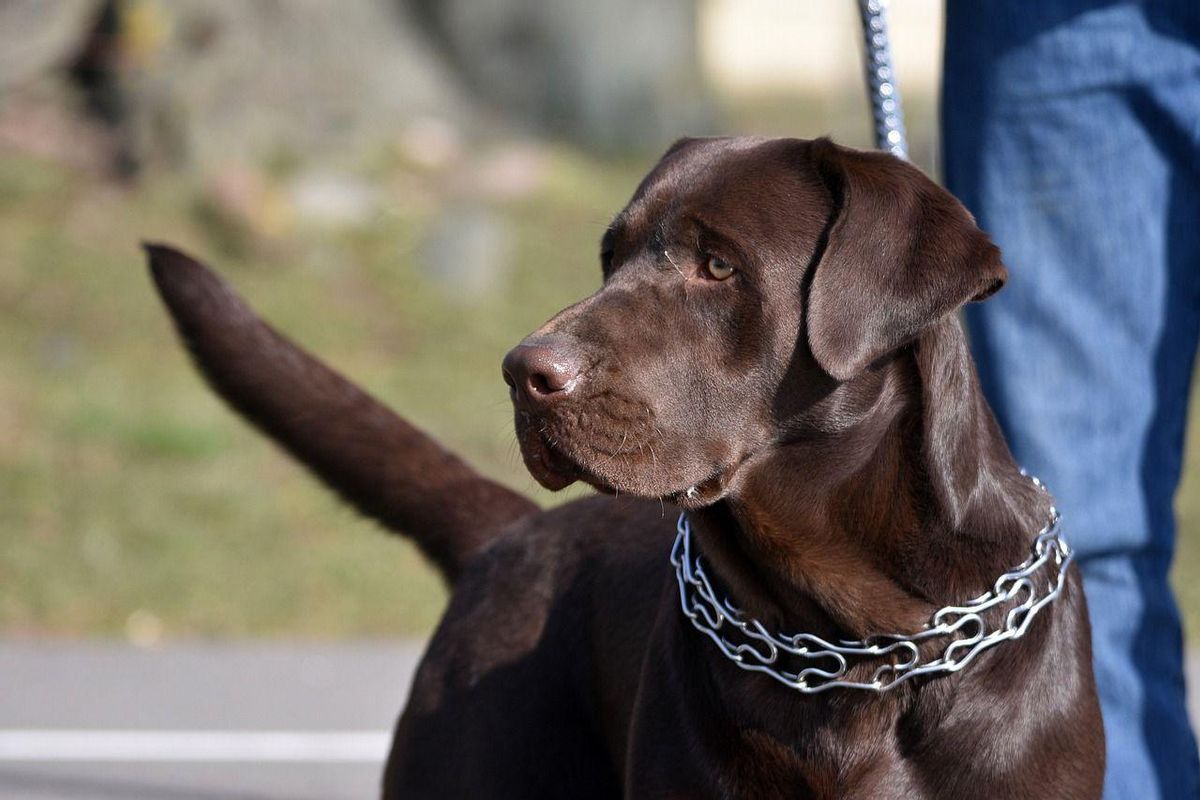 Collar para perros.