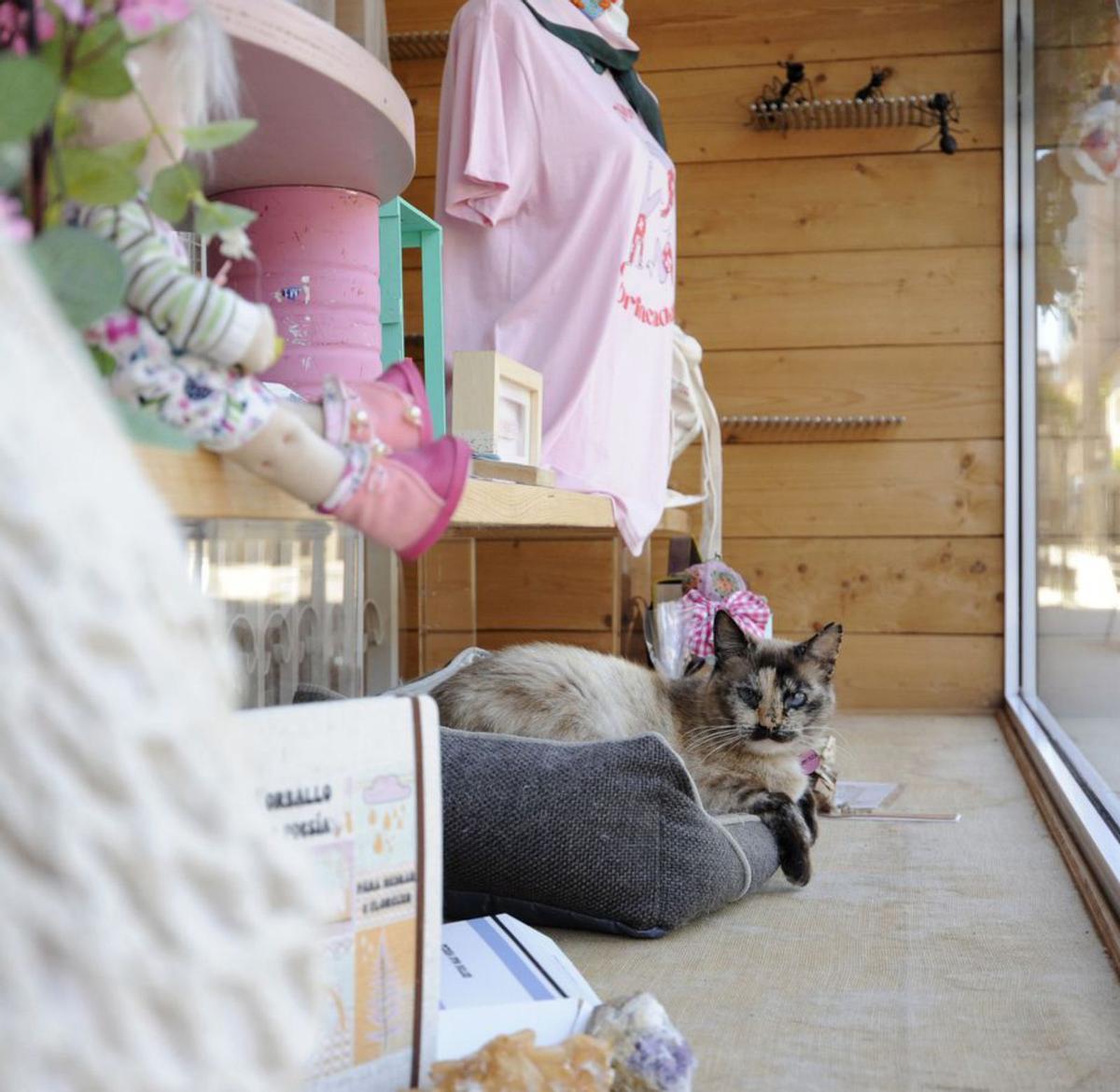 La gata, en el escaparate de Dona Formiginha. | Bernabé/Javier Lalín