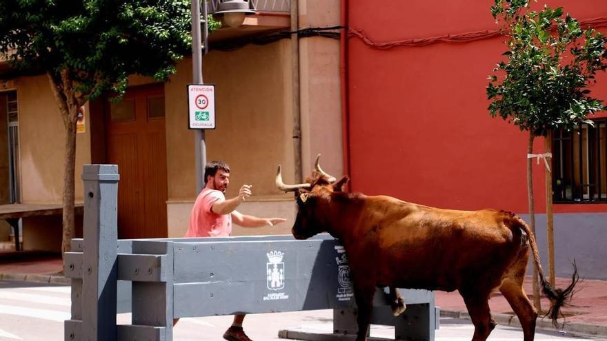A pecuária de Castelló que volta a ser coroada em Alcalà de Xivert