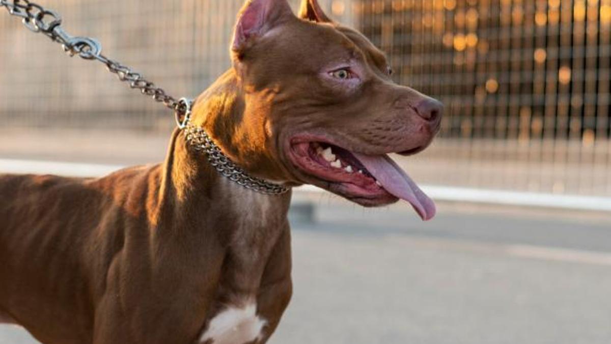 No li poses el morrió?