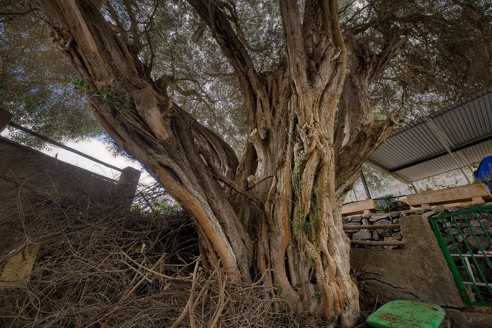 El Cabildo cataloga 85 árboles de Gran Canaria como singulares
