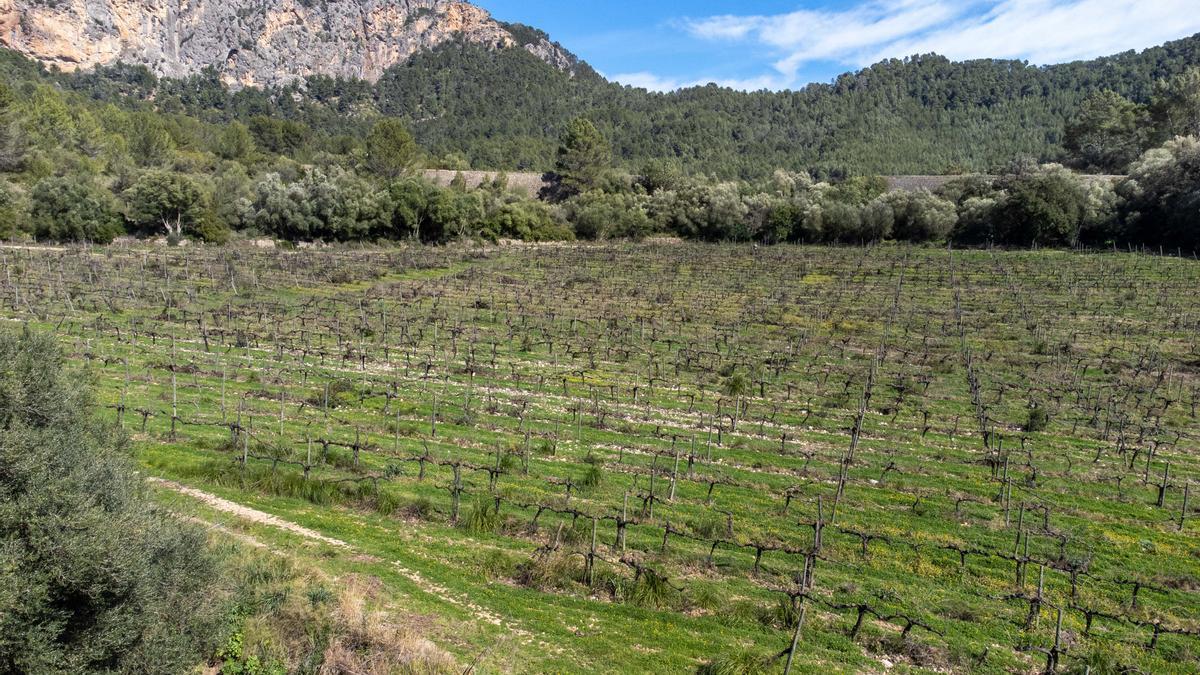 La Serra de Tramuntana