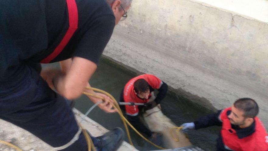 Los bomberos rescatan a una perra de una muerte segura