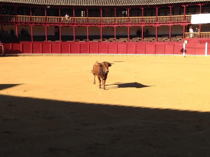 Fiestas en Toro | Becerrada de las peñas