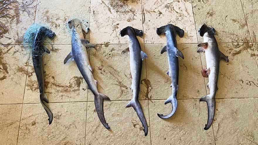 Hallan cinco crías de tiburón martillo en Las Canteras