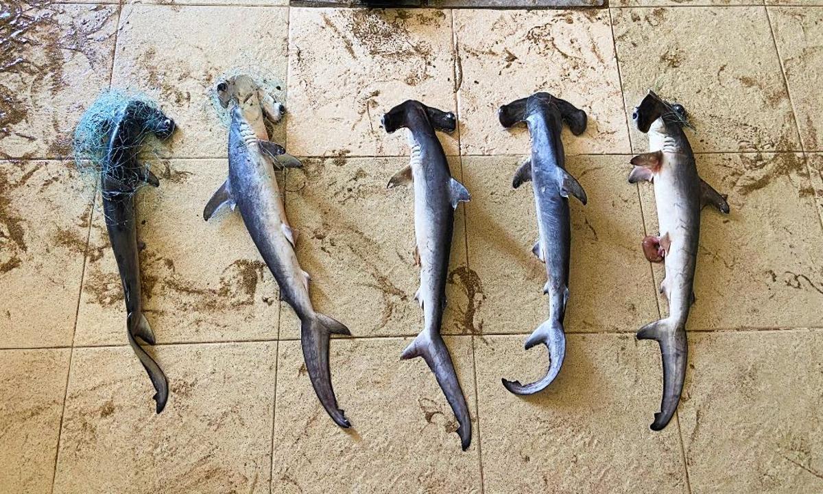 Tiburones martillo localizados en Las Canteras
