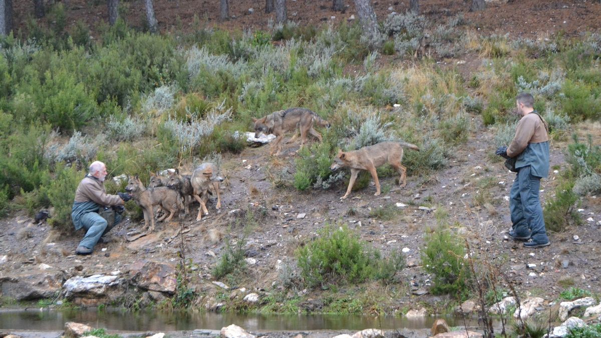 Cuidadores alimentan a los lobos en el Centro del Lobo