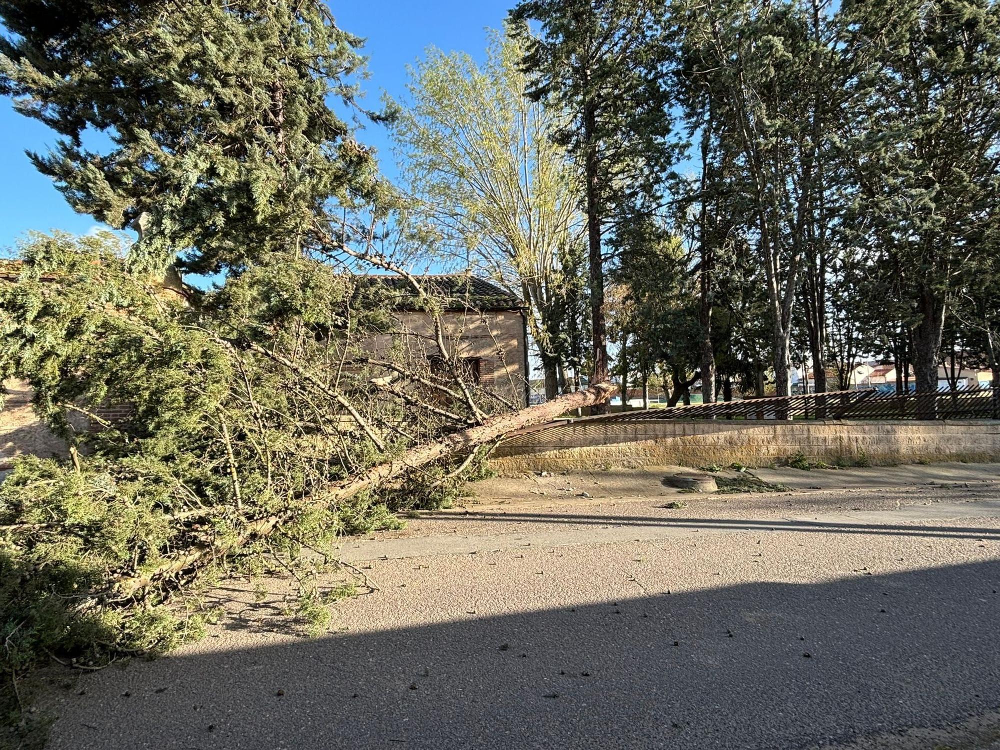 GALERÍA | El cementerio de Villaralbo sufre los estragos del temporal