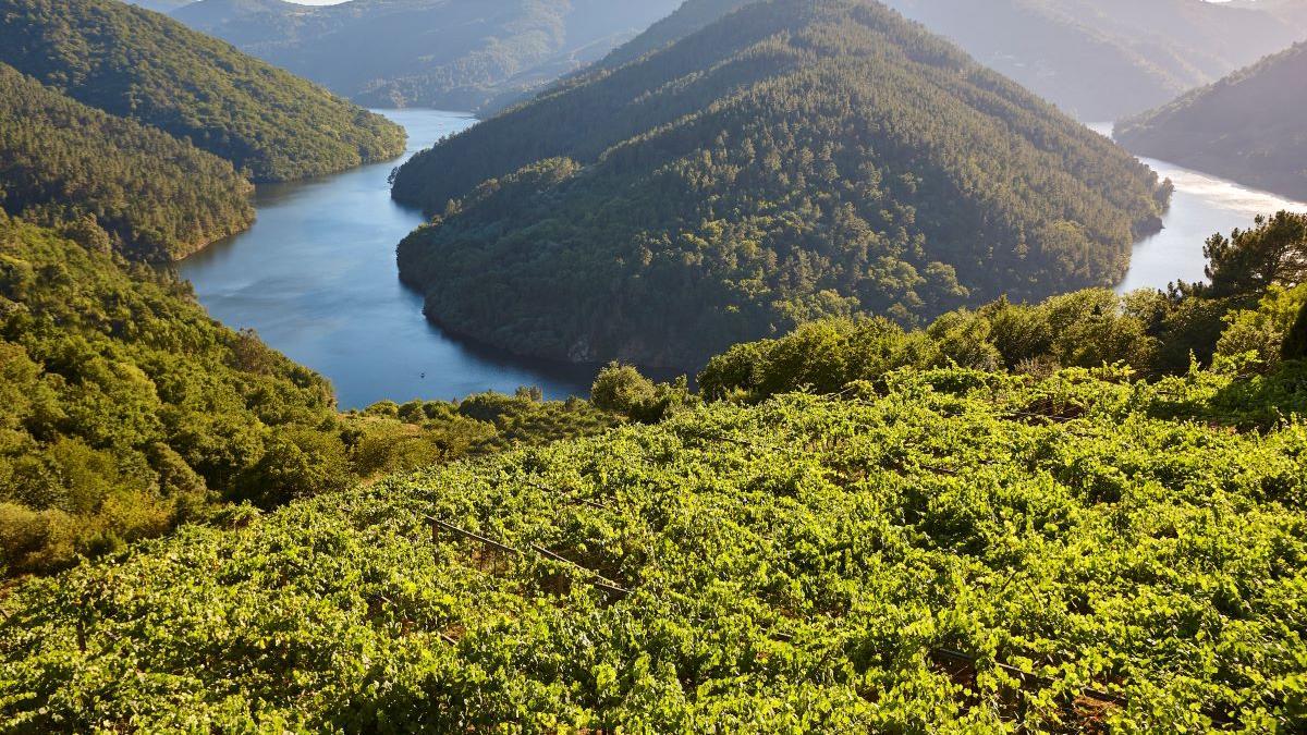 PRIMAVERA PUERTAS ABIERTAS GALICIA | Desconexión entre viñedos