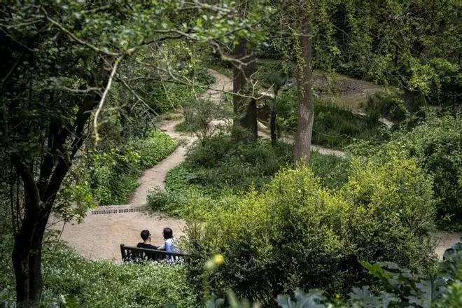 Así son los cuatro árboles del Jardín Botánico Histórico de Barcelona declarados 'monumentales' por la Generalitat