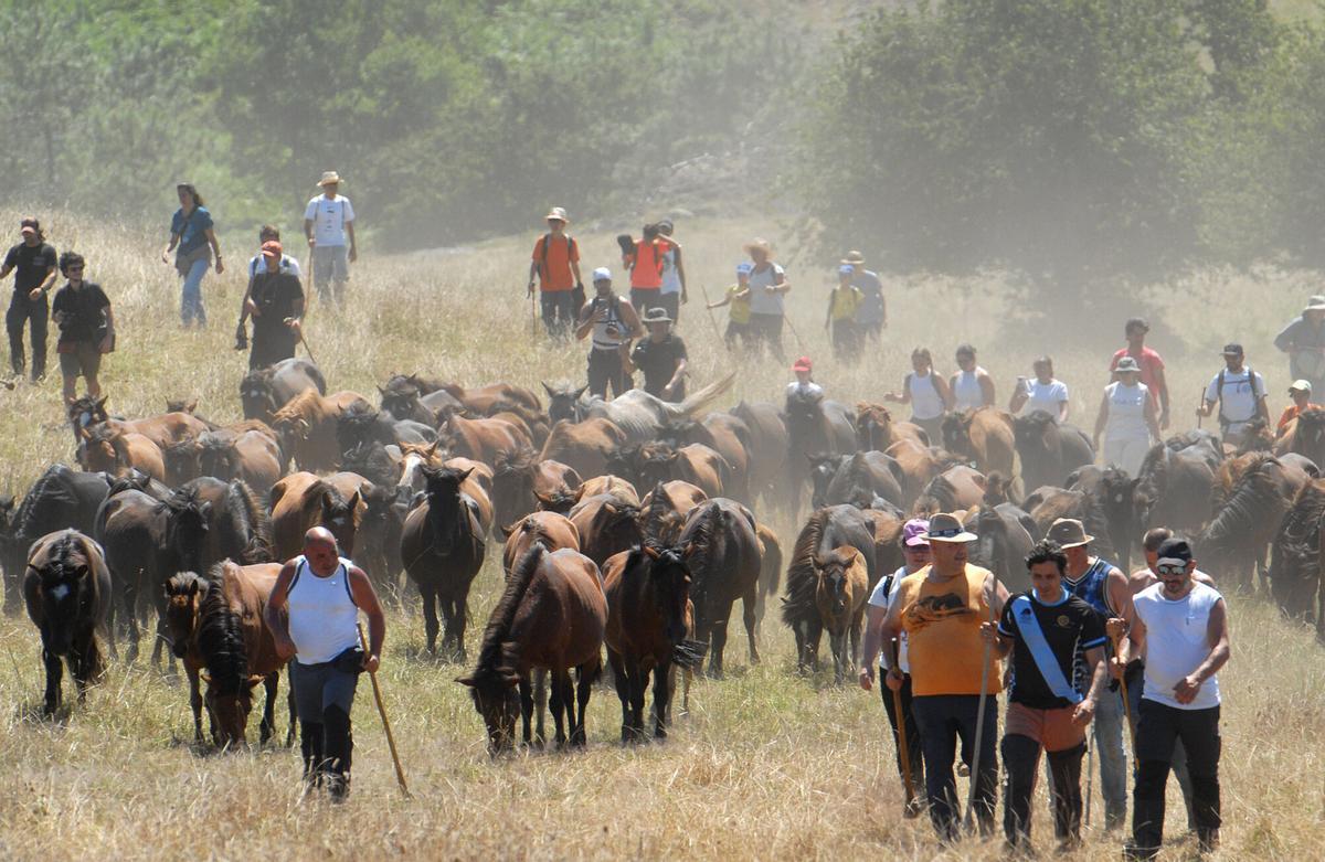 Rapa das Bestas de Sabucedo, A Estrada, 2026.