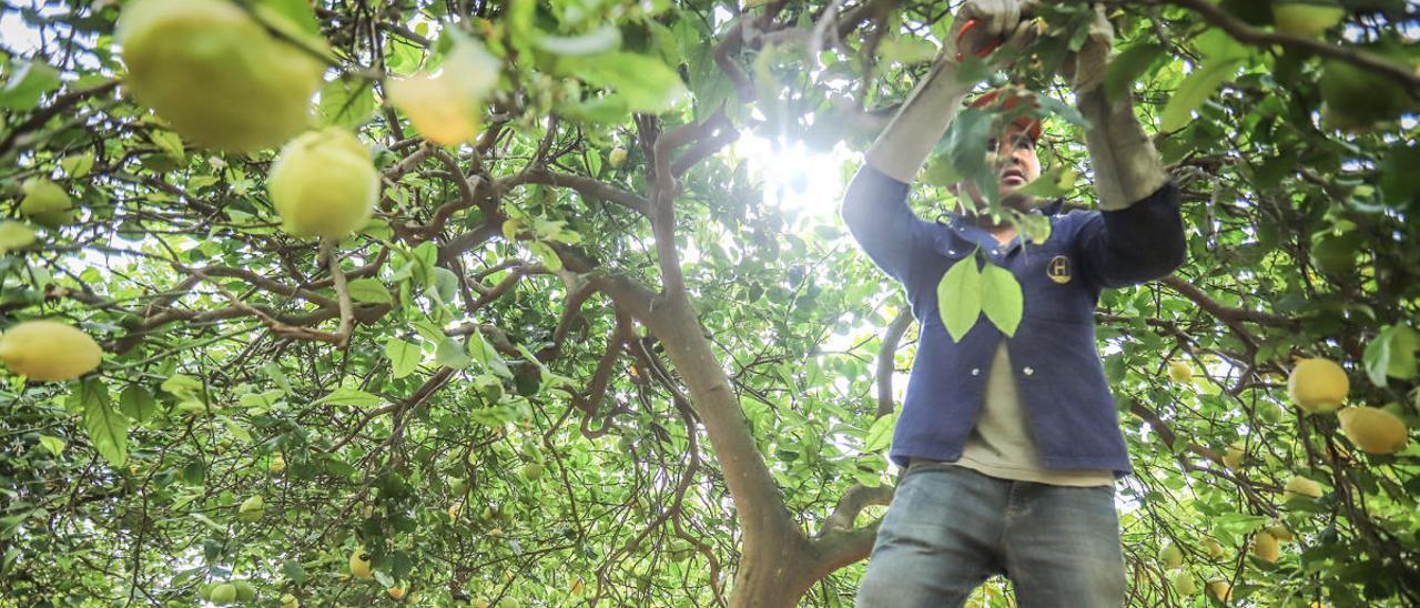 El sector citrícola, especialmente los limones, ha sido uno de los que más ventas al exterior han registrado durante la pandemia y el primer semestre del año.