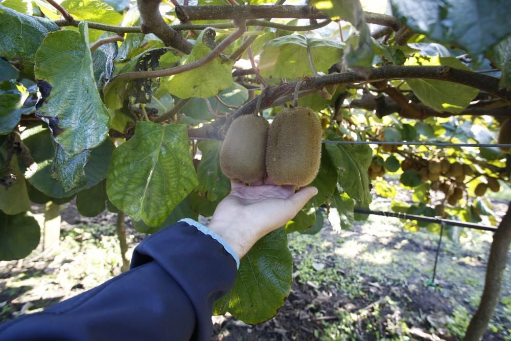 La recogida del kiwi en Pravia