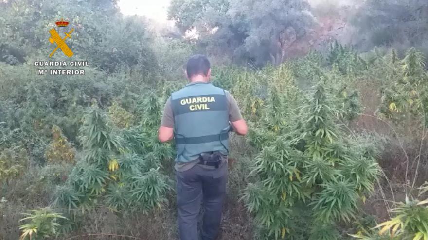 Intervenidas más de 1.400 plantas de marihuana en Sedella, Cártama y Alhaurín de la Torre