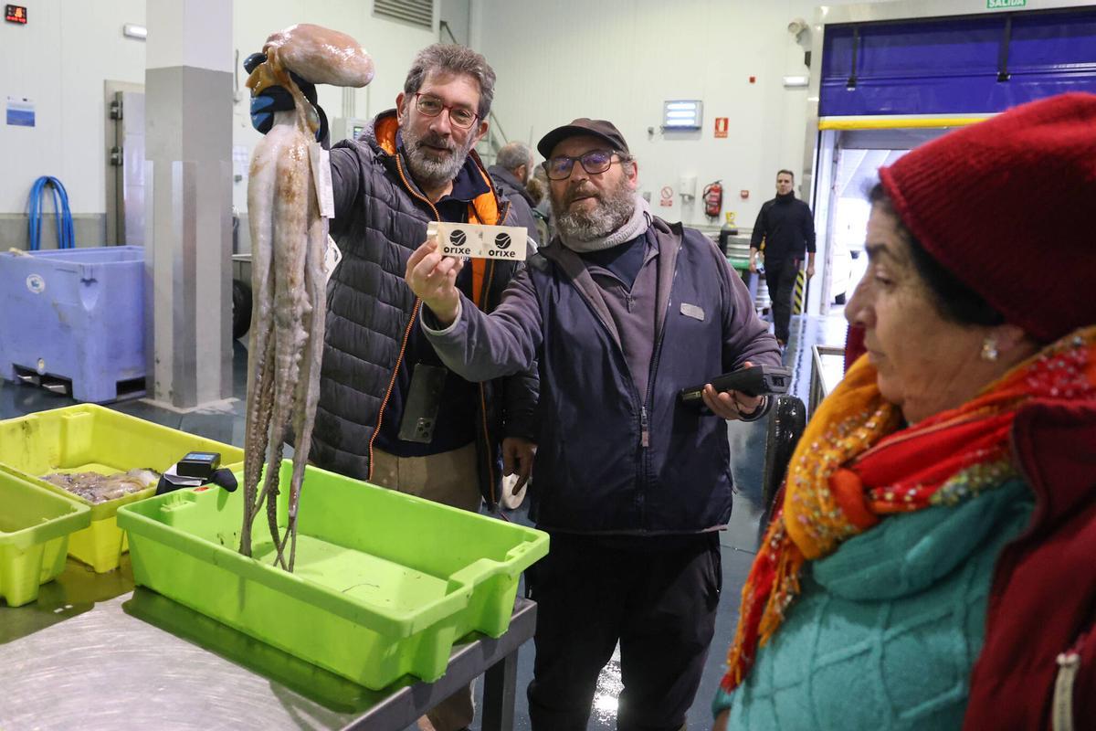 Subasta de pulpo en lonja.