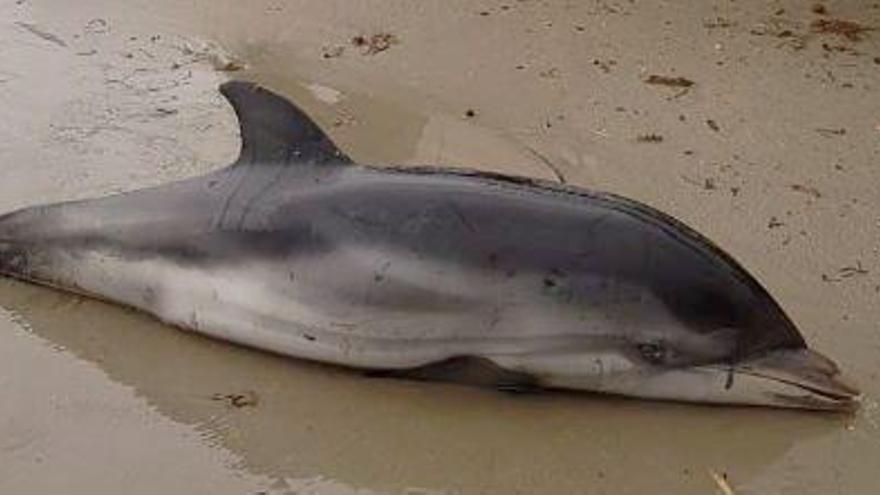 Aparecen siete delfines varados durante la borrasca Gloria