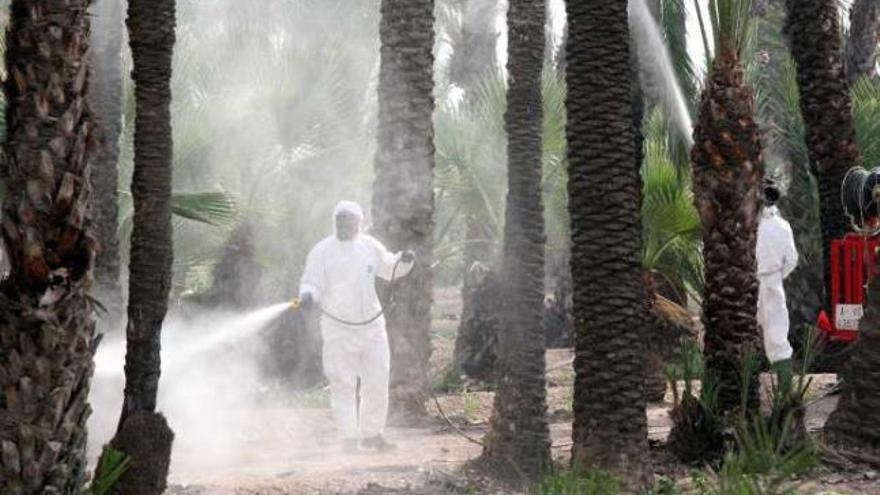 Imagen de un tratamiento contra el picudo en el palmeral de Elche.