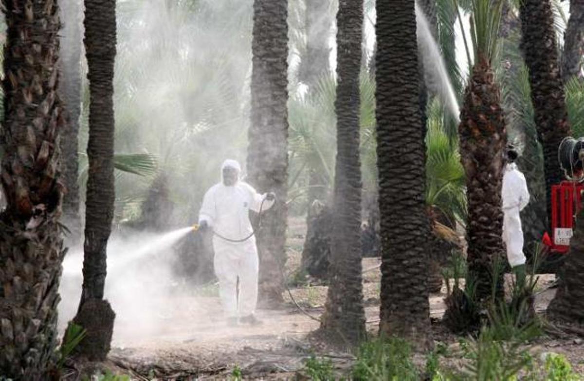 Imagen de un tratamiento contra el picudo en el palmeral de Elche.