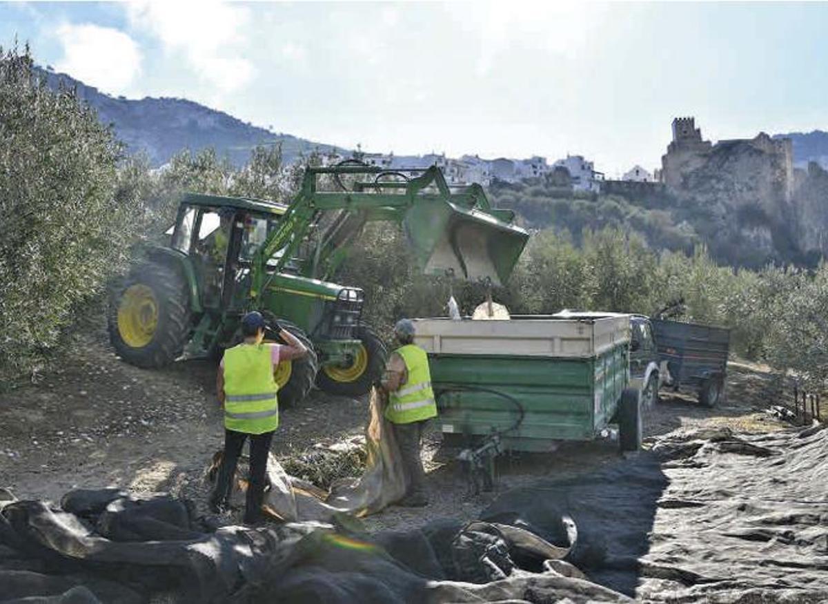 Recogida de la aceituna en un olivar de sierra del término municipal de Zuheros.