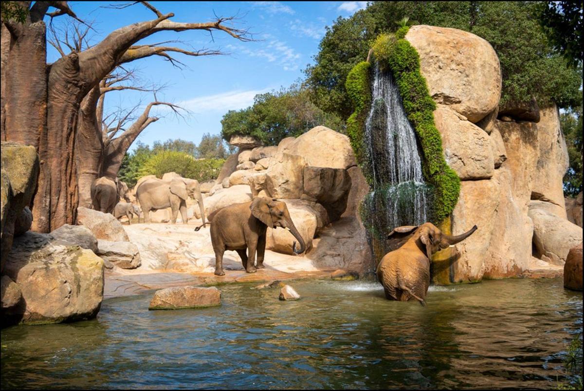 Bioparc Valencia cuenta con una manada de ocho elefantes africanos y una cría de seis meses.