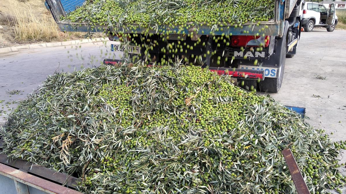 Un remolque descarga las aceitunas recolectadas en un molino de Córdoba.