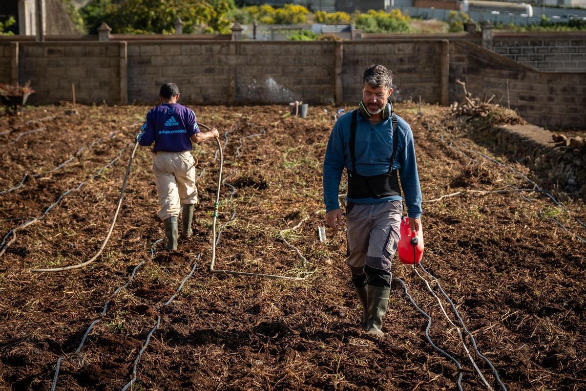 El consejero de Agricultura, Ganadería, Pesca y Soberanía Alimentaria del Gobierno de Canarias, Narvay Quintero, visita una finca en Los Baldíos, donde el Ejecutivo canario, en colaboración con viticultores de las Denominaciones de Origen Protegidas de Vino de las islas, desarrolla un proyecto piloto con patrones americanos de viña para evaluar su resistencia a la filoxera