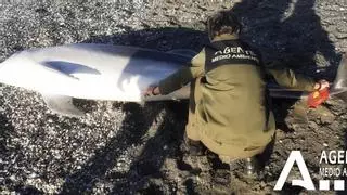 Encuentran un delfín de una especie protegida muerto en una playa de Nerja