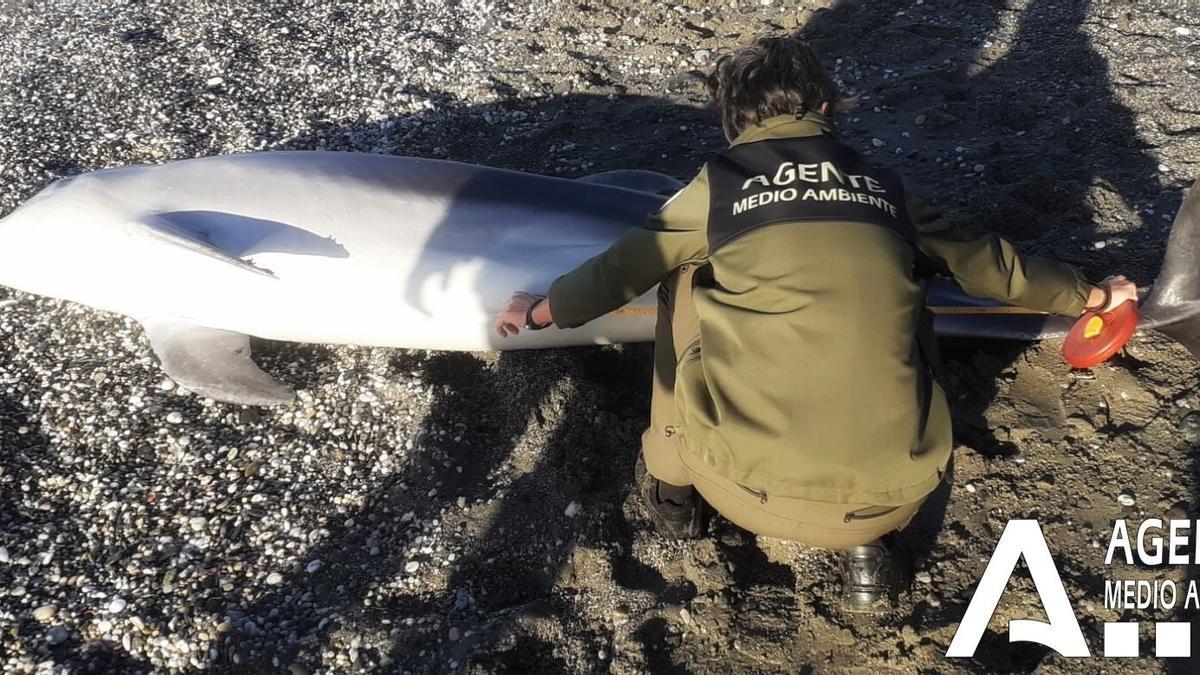 Imagen del delfín muerto aparecido en la playa de Calahonda (Nerja)