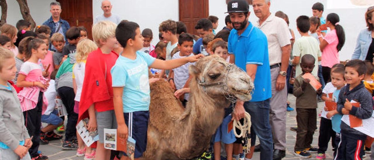 Canarias solo cuenta con 28 camellos machos para procrear la raza autóctona