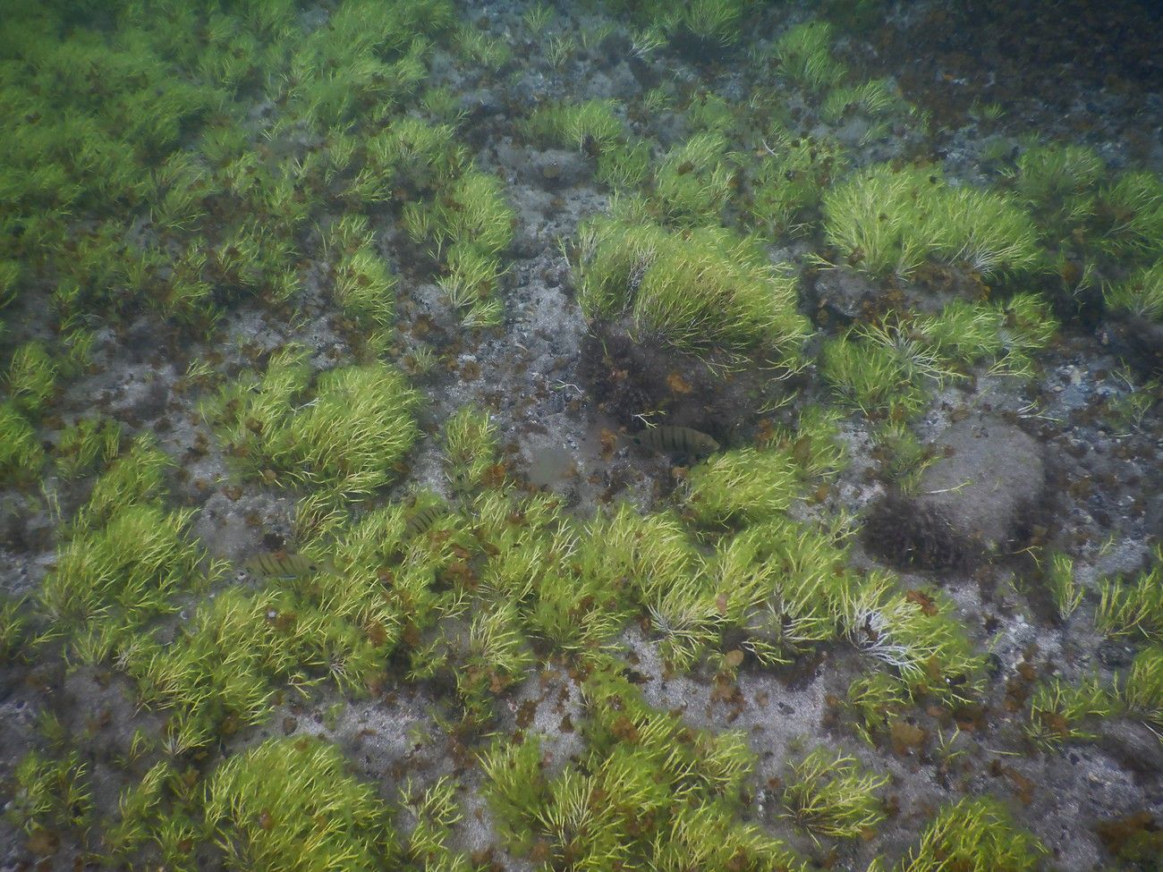 Las Canteras, guardería de biodiversidad marina