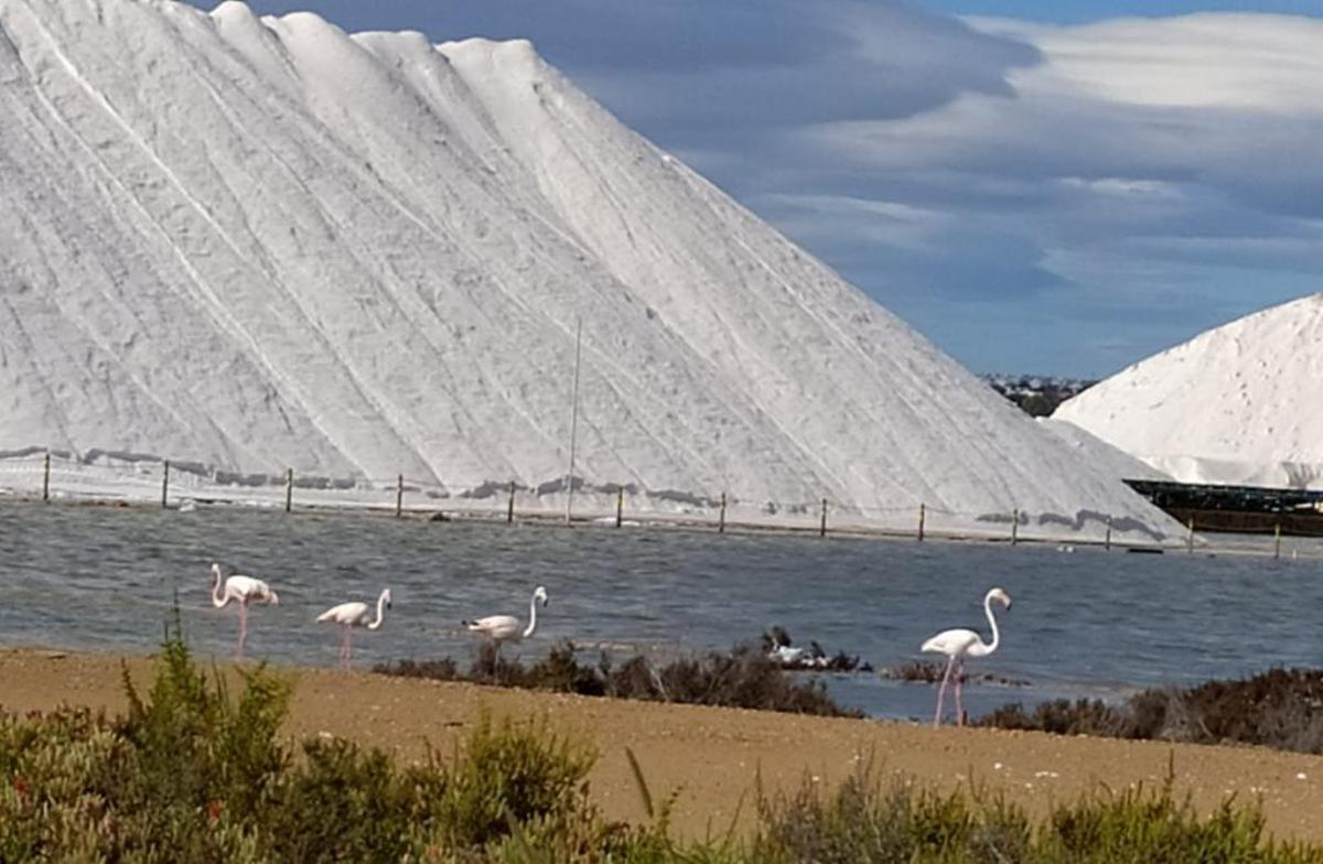 El drenaje sin control de las urbanizaciones de Torrevieja acaba con el rosa de la laguna salinera